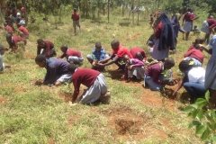 Students Planting Trees
